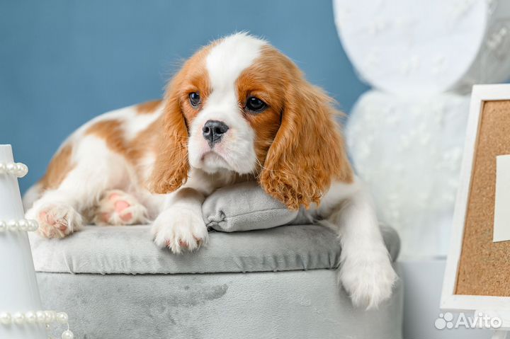 Щеночки кавалеры
