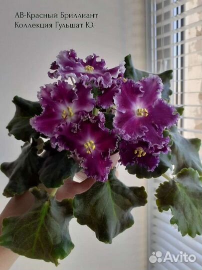 Сортовые фиалки