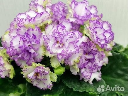 Фиалки сортовые детки