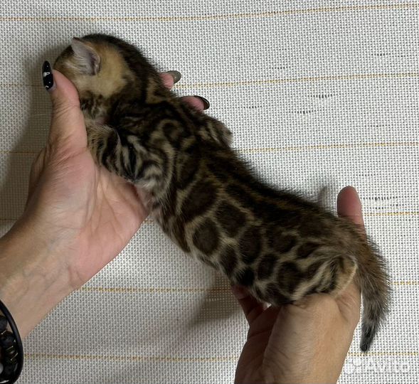 Бенгальские