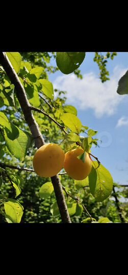 Участок 7 сот. (СНТ, ДНП)