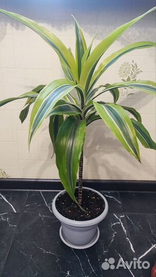 Драцена Лемон Лайм