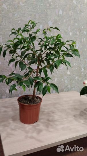 Комнатные растения цветы