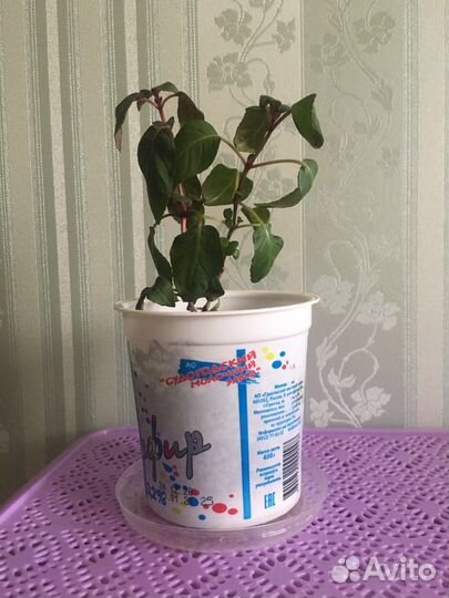 Фуксия