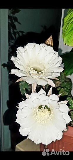 Кактус эхинопсис собираются цвести