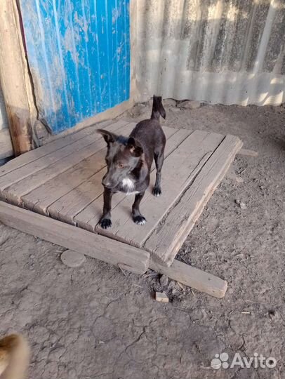 Маленькая собачка