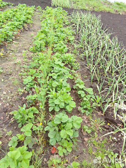 Рассада клубники Ламбада