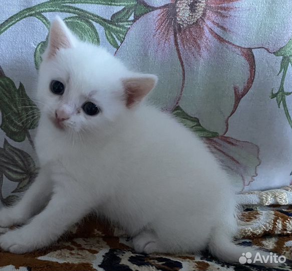 Отдам котенка в добрые руки