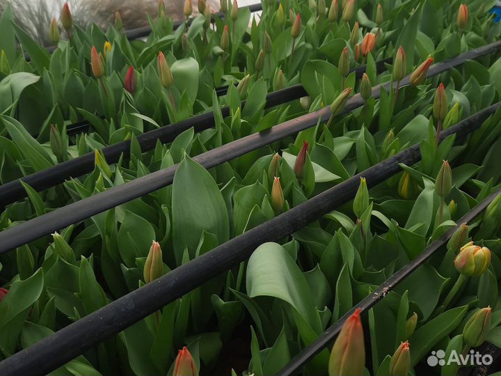 Тюльпаны детки