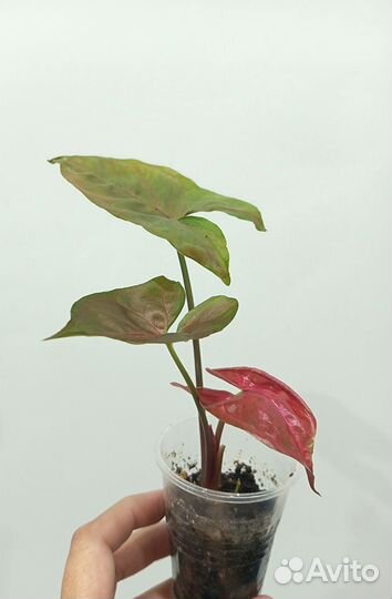 Сингониумы сортовые Пинк Бьюти Лава