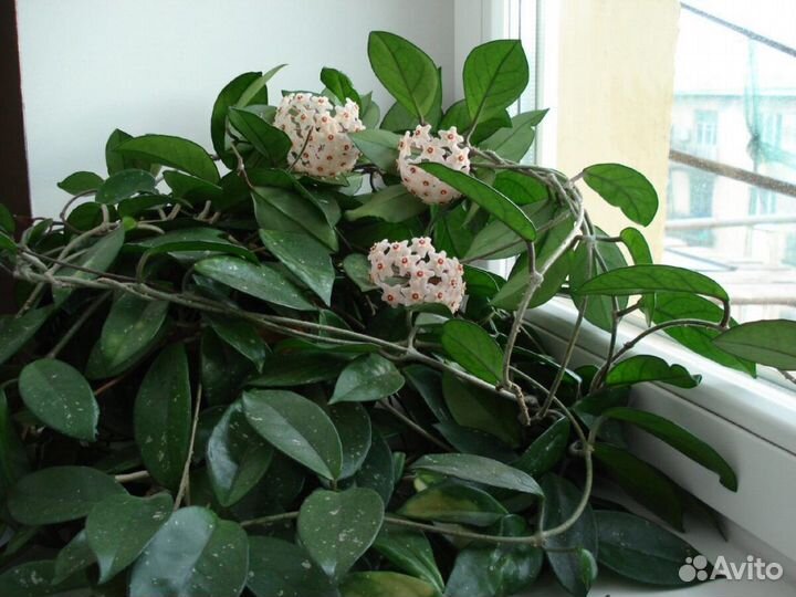 Помощь в озеленении квартиры, дома, офиса