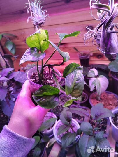 Epipremnum Global Green