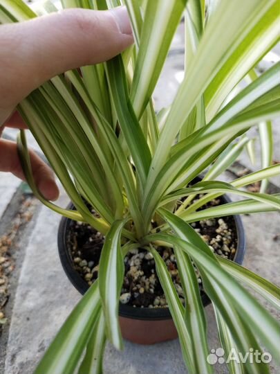 Хлорофитум