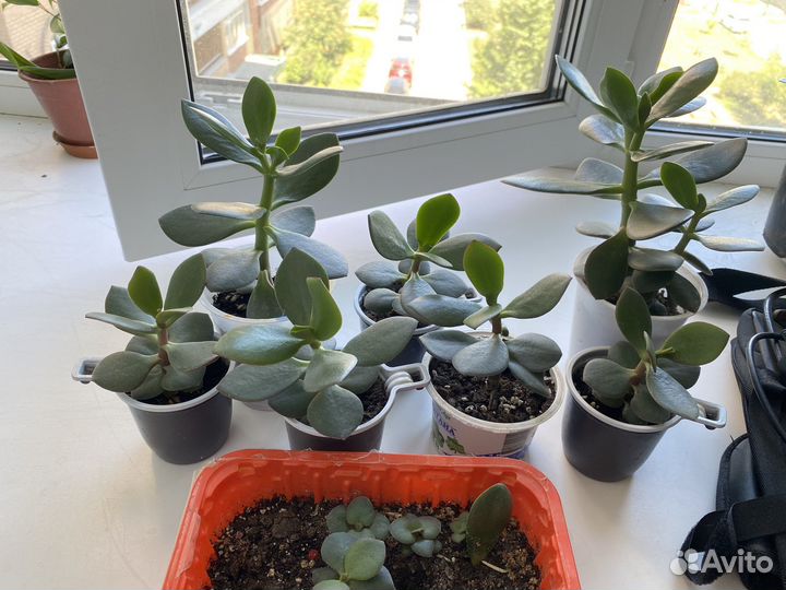 Толстянка, денежное дерево, фикус Бенджамина