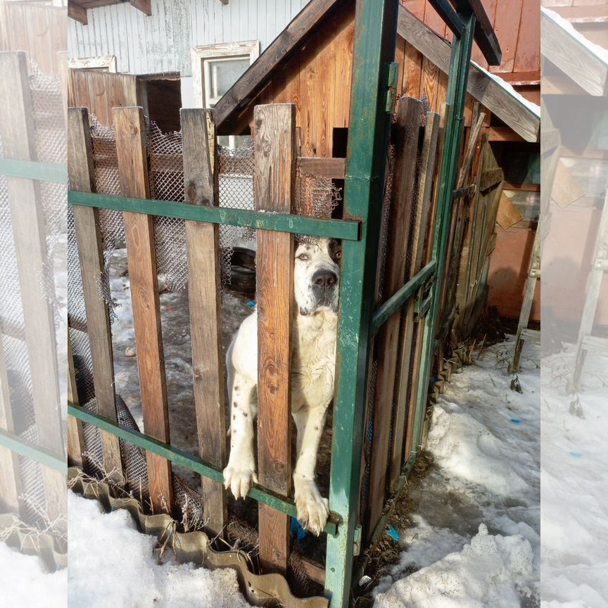 Собака в добрые руки отдам бесплатно