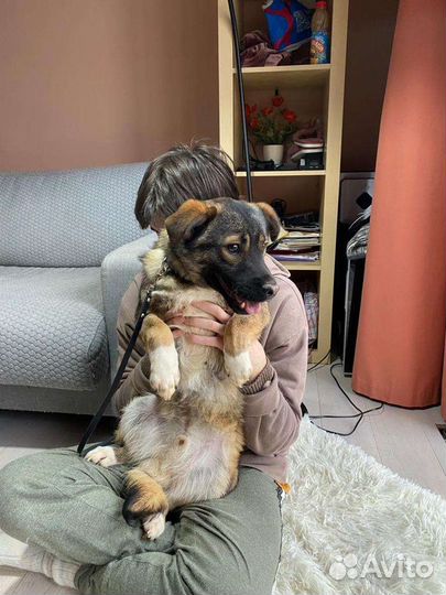 Малыш - коротколапик