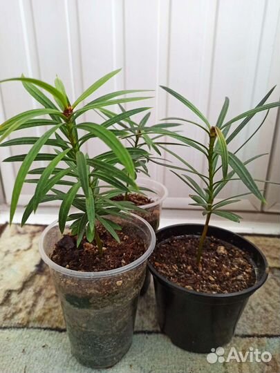 Саженцы подокарпуса