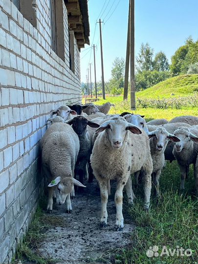 Овцы бараны ягнята