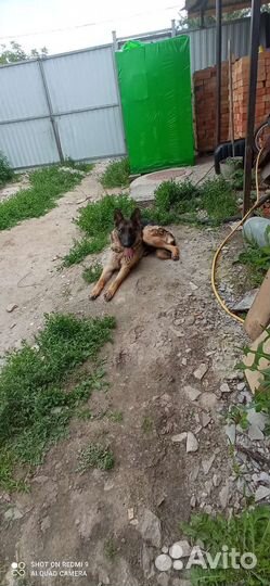 Отдам овчарку