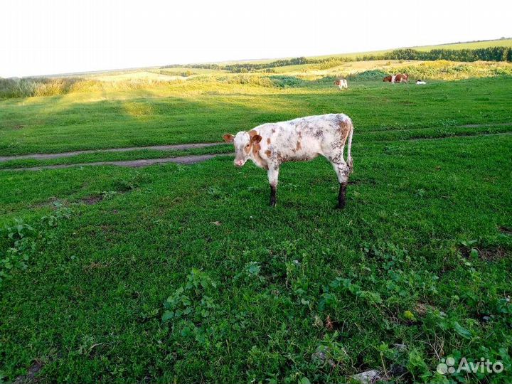 Тёлки, бараны