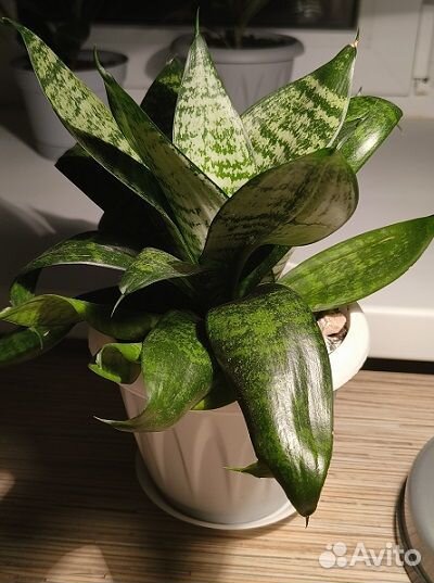 Продам цветок Сансевиерия Хана