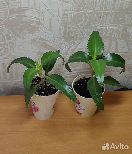 Каланхоэ лечебное