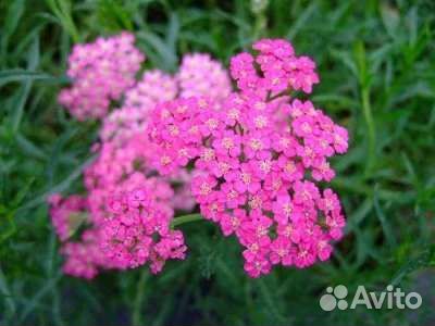 Тысячелистник Сортовой