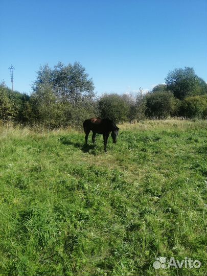 Продам кобылу