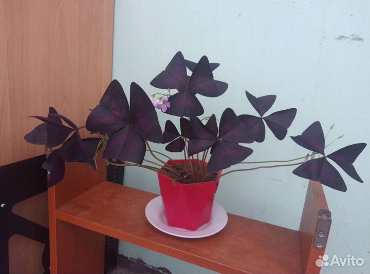 Оксалис на цвету