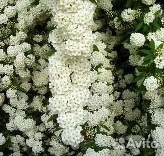 Спирея серая грифшейм, вангутта