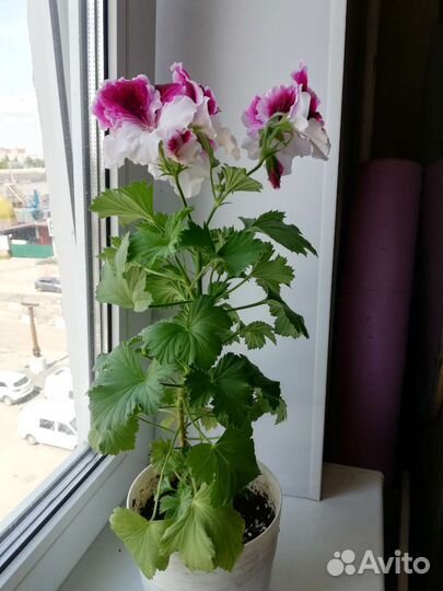 Герань пеларгония