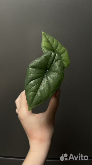 Алоказия бисма платинум