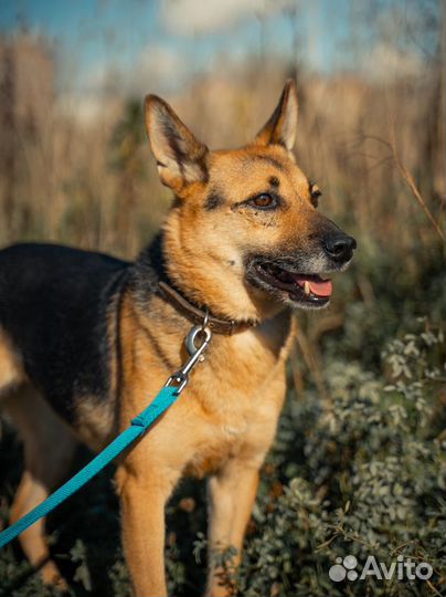 Собака в добрые руки