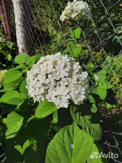 Гортензия, Сирень, Калина