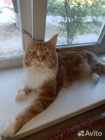 Кот майкун для вязки