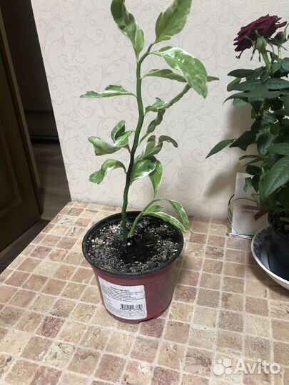 Педилантус