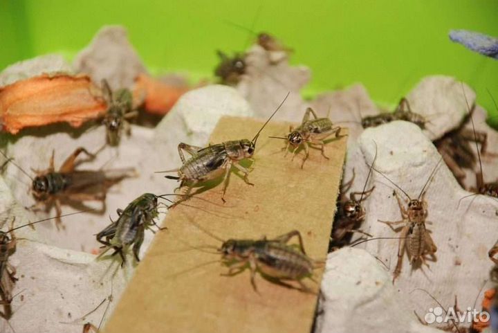 Сверчки банановые, домовые (тигровые)