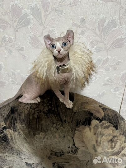 Котята сфинкс эльф