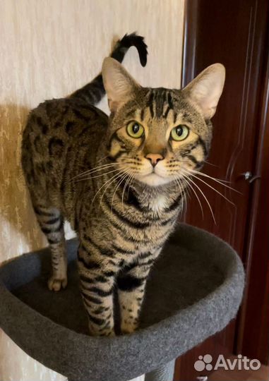Бенгальский кот на вязку