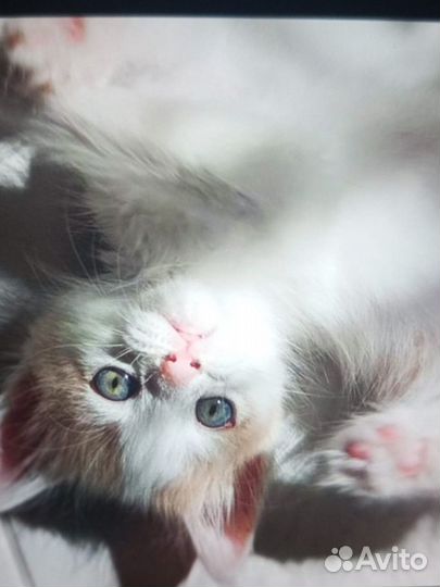 Кошка