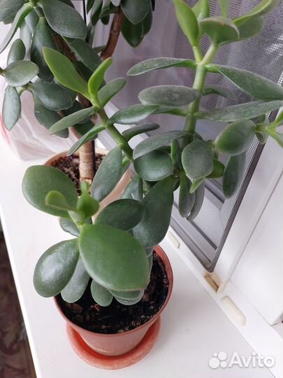 Комнатные растения