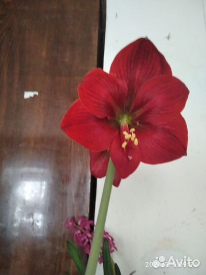 Декабристы и амарилисы