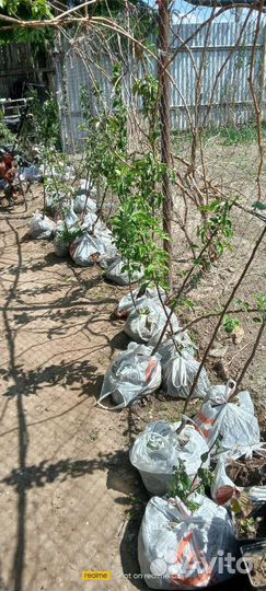 Саженцы яблони