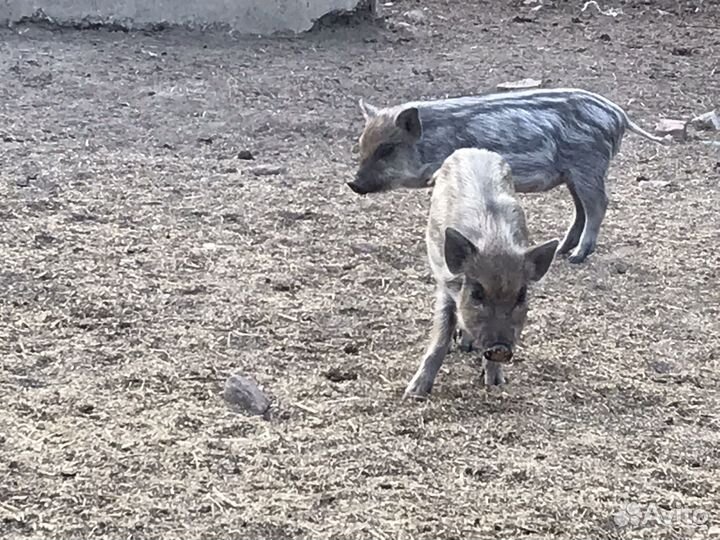 Поросята дикого кабана