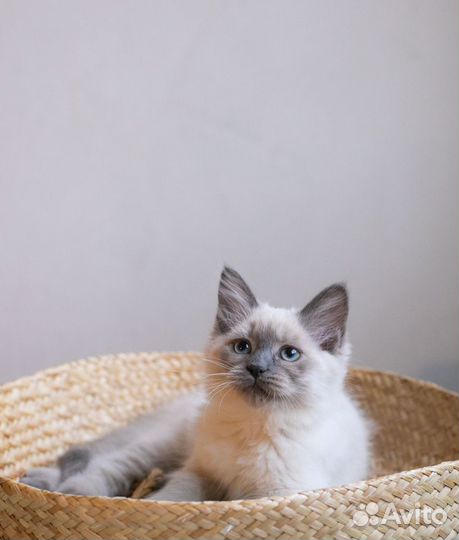 Котята Невские Маскарадные