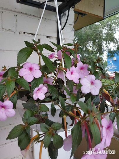 Ахименесы рассада цветов