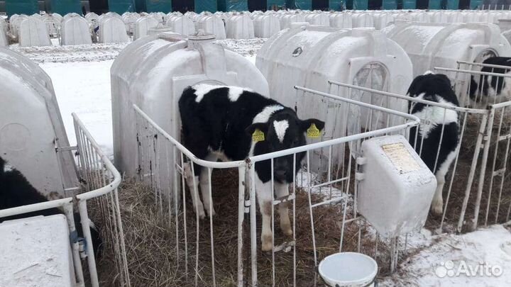 Бычки телята для откорма