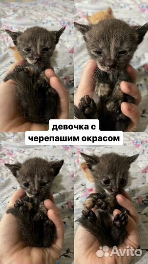 Котята в добрые руки бесплатно