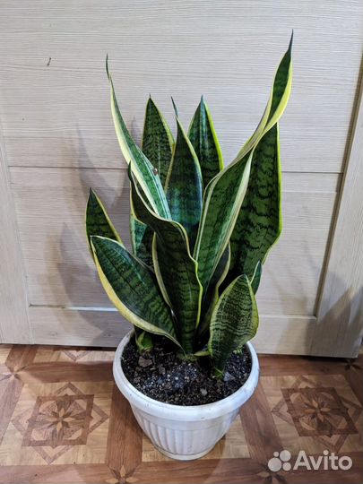 Сансевиерия