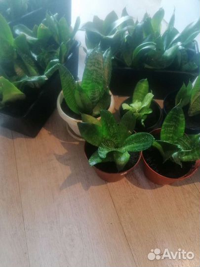 Сансевиерия